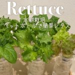 【レタス水耕栽培】簡単！ペットボトルボトルでレタス栽培