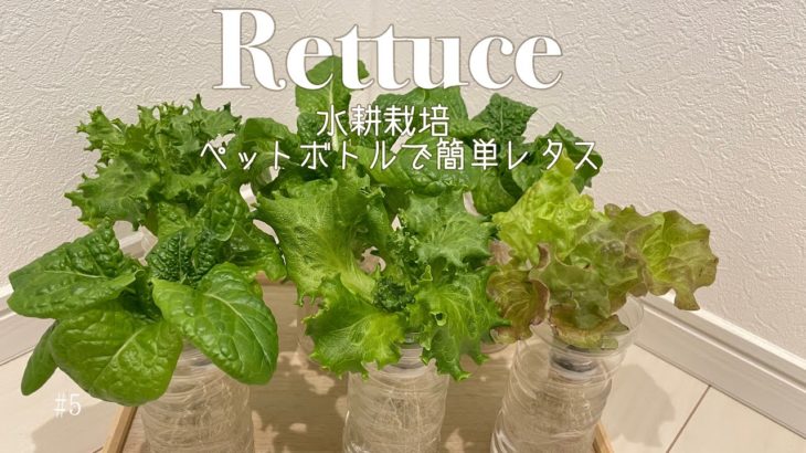 【レタス水耕栽培】簡単！ペットボトルボトルでレタス栽培
