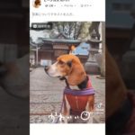 面白い😊　 #beagle #かわいい #萌 #ビーグル #大阪 #ペット #beagles #dog #pet #犬