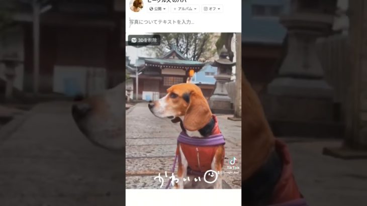 面白い😊　 #beagle #かわいい #萌 #ビーグル #大阪 #ペット #beagles #dog #pet #犬