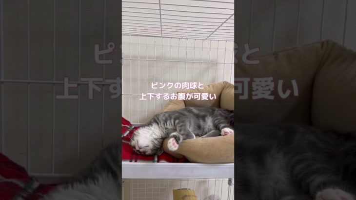 爆睡中のあおい #スコティッシュフォールド #kitten #猫 #ペット