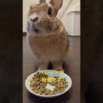 ペレットを貰ううさぎ🐇 #うさぎ #うさぎのいる暮らし #動物 #ペット #rabbit #bunny #pet #animal