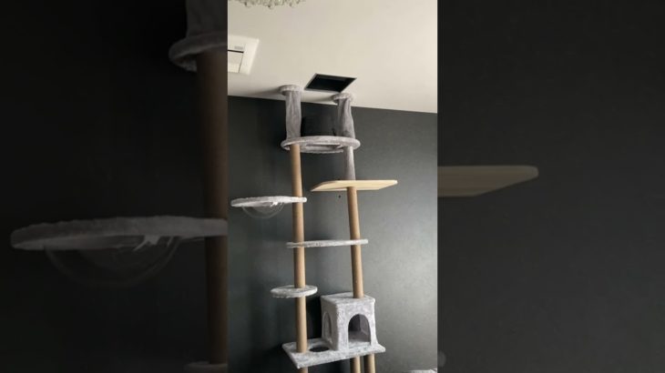 #shorts #ペット #猫のいる生活