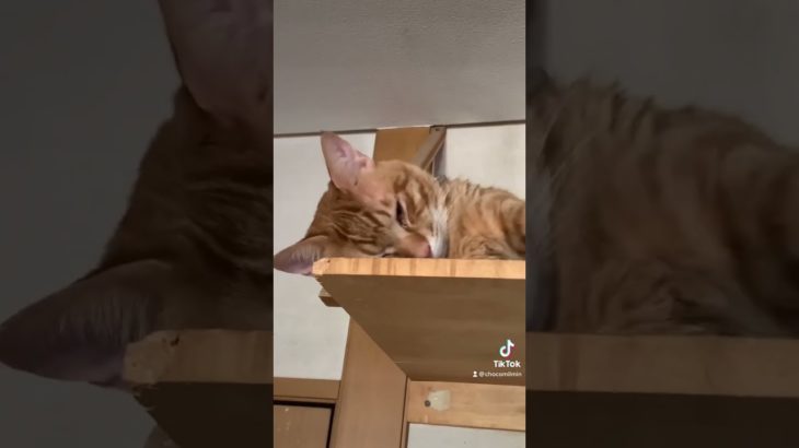 のんびり屋さん #shorts  #オス猫 #猫 #動物  #ペット #かわいい #かわいい猫 #多頭飼い #寝る猫 #のんびり