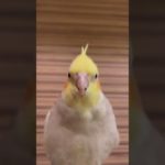 💫🤖🫧✨ #shorts #cockatiel #parrot #インコ #オカメインコ #birds #鳥 #calopsita #parakeet #잉꼬 #鸚鵡 #ペット #pet