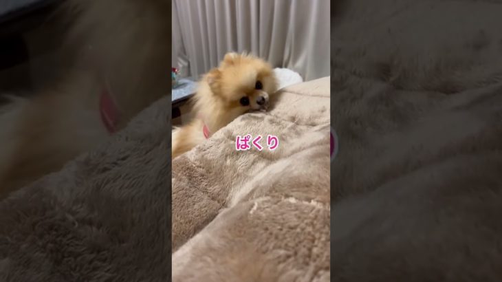 #ペット #ポメラニアン #ふわもこ #もふもふ犬 #エメといっしょ#おやつ#かわいい犬