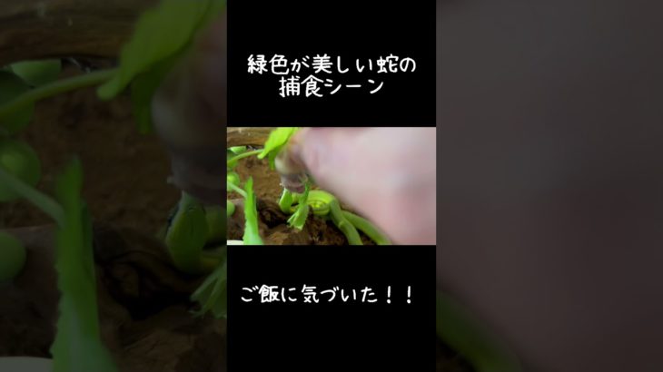 [蛇]緑色が美しい蛇の捕食シーン #ペット#バロンコダマエビ#蛇