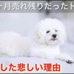 【売れ残りトイプードル】愛犬の死/命を繋ぐ/ペットロス