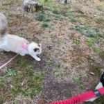 草木の香りを楽しむ白だるま豆たぬき科ホワイティビューティキャットすーちゃん