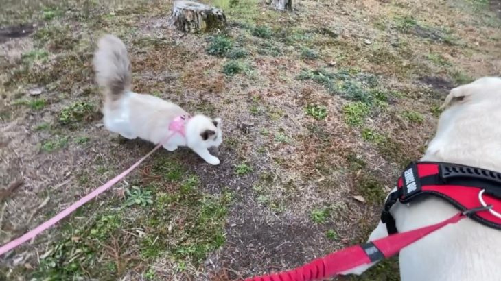 草木の香りを楽しむ白だるま豆たぬき科ホワイティビューティキャットすーちゃん