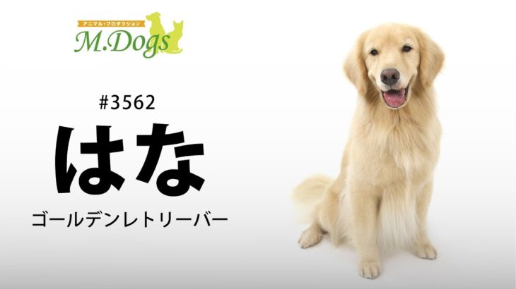 ペットモデル #3562 ゴールデンレトリーバー「はな」のテクニカル動画【指示でアゴ付け】
