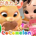 ペットとあそぼう ・ココメロン 日本語 – 幼児向け歌とアニメ ・CoComelon 日本語吹替版