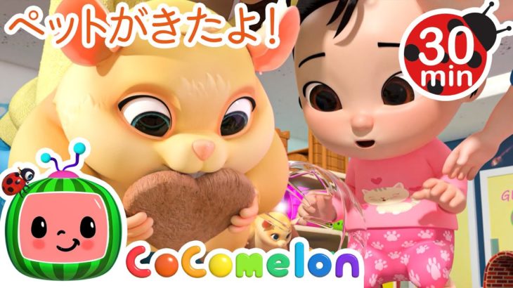 ペットとあそぼう ・ココメロン 日本語 – 幼児向け歌とアニメ ・CoComelon 日本語吹替版