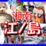 【犬と旅行】インターペットの前に湘南・江ノ島で愛犬とグルメ旅🐶🐟（トイプードルのTorte channel）