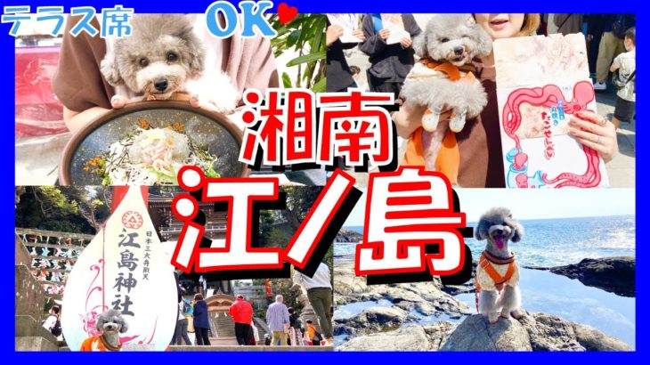 【犬と旅行】インターペットの前に湘南・江ノ島で愛犬とグルメ旅🐶🐟（トイプードルのTorte channel）