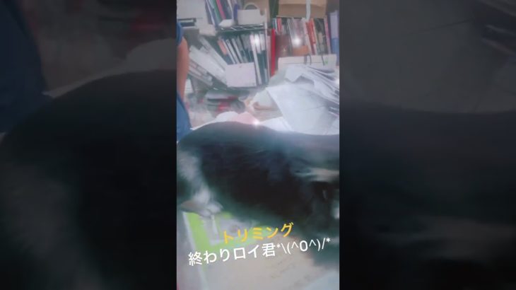 癒やし💕#子犬 #犬 #チワワ#ロングコートチワワ#dog #pet #ペット#shorts #short #ショート動画 #Chihuahua#puppy#ペットショップ#ペット動画#トリミング