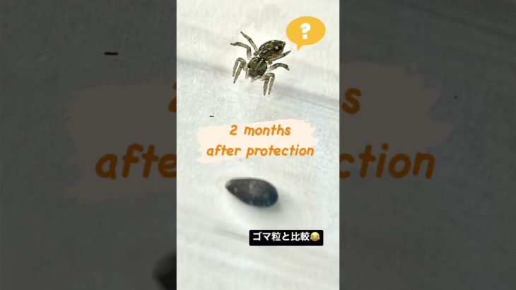 #jumpingspider #癒しペット#アダンソン #かわいいクモ #ゴマちゃんタマちゃん #瓜坊みたい #babyspiders #身近な癒し #smallworld