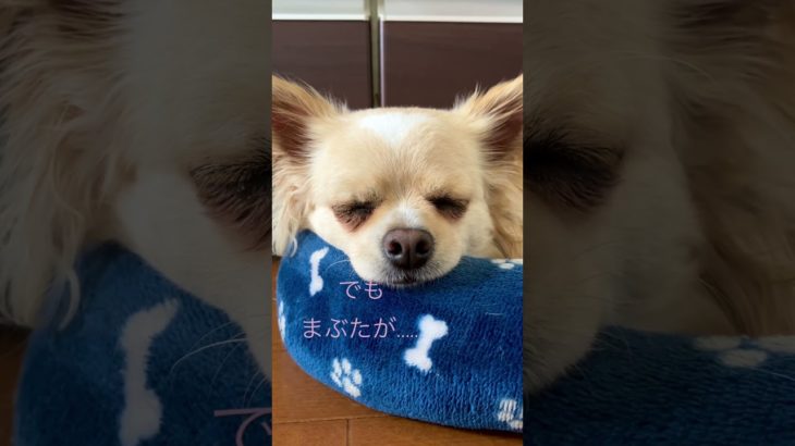 【ちわわ】おひるねちわわ　#shorts #チワワ　#ペット　#寝落ち