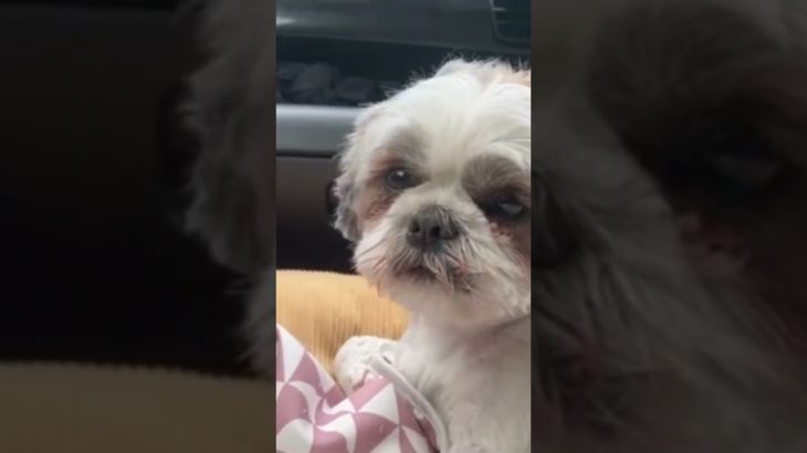 眠いとおじいちゃんになるシーズー。#シーズー #ペット #ペットのいる暮らし #ささペット　#犬のいる暮らし