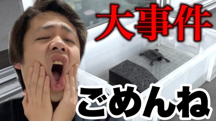 【大事件】うちのクサガメの飼育が大変なことになってしまった。