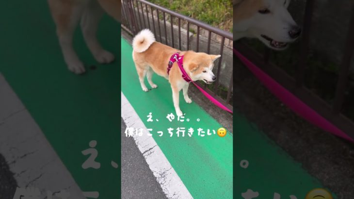 【秋田犬】散歩コースも自分で決める！❤️ #ペット #秋田犬 #いぬ #いぬのいる暮らし #ペット動画