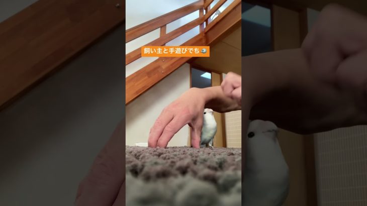 手遊び #インコ #ペット動画 #動物