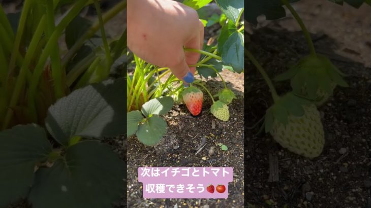 イチゴとトマト🍅🍓 #家庭菜園 #ダイエットトレーナー #家庭菜園初心者 #庭畑1年目