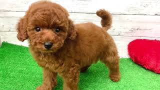 もこもこプーくん💙ペットショップ 犬の家 吹田店「トイ・プードル」「問い合わせ番号：154398」