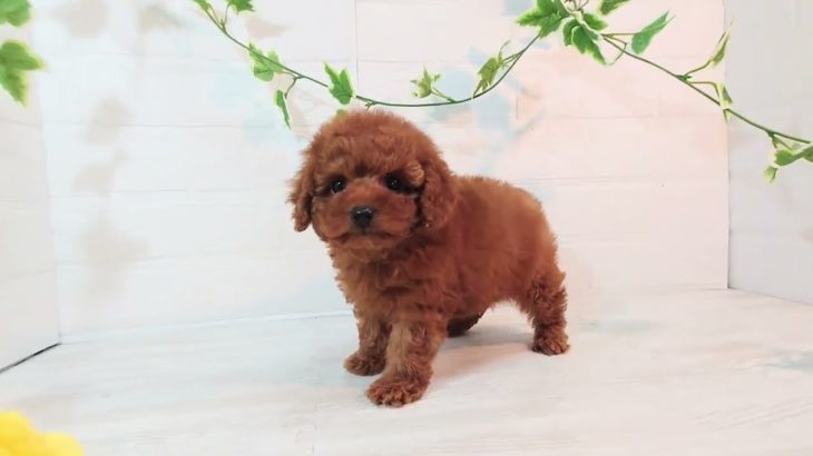 ペットショップ犬の家＆猫の里ニッケパークタウン加古川店　154402　トイ・プードル