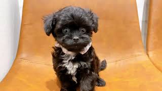 ペットショップ犬の家近江八幡店「154860」「チワプー」