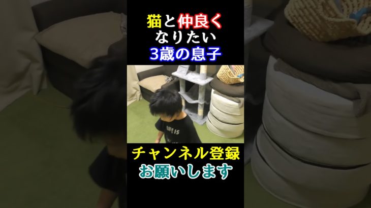 猫と遊ぶよりフィッシャーズさんの動画が見たい3歳の息子【しゃべる猫】#Shorts