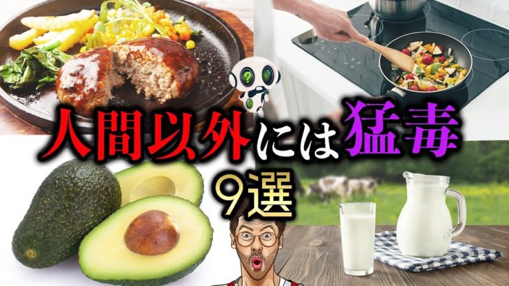 【危険】アボカド焼いただけでペットが全滅…人間以外の動物には猛毒なモノや食物9選！ ゆっくり解説 【悪用厳禁】