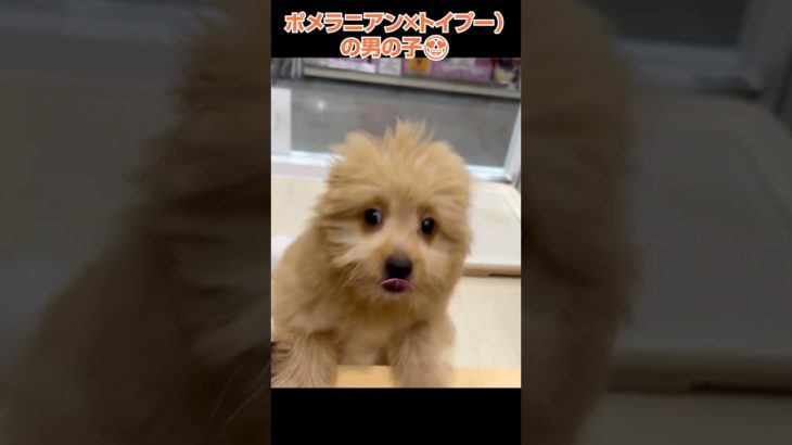 かわいい犬紹介 Everyday元気いっぱいポメプーくん🐩【横浜ペットショップ ベルドック】#shorts #犬のいる暮らし