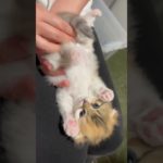 猫ちゃんブリーダーのＭペットです。スコティッシュフォールド　三毛猫　子猫のオシッコの出し方🥰ご興味のある方は、是非、ホームページからお問い合わせくださいませ^_^https://m-pet.jp/