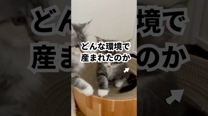 ペットショップへ行く前に、確認してほしいこと。 #ブリーダー  #ペットショップ #shorts #サイベリアン #メインクーン 瀧たつ代ブリーダー