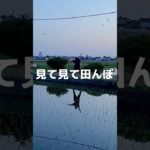 熊野のダイエット　ウォーキング⑤ 友達っていいね  #shorts #ダイエット #ダイエット記録 #100キロ #ウォーキング #デブ