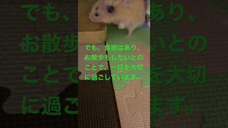 近況　#ハムスター  #ペット  #shorts