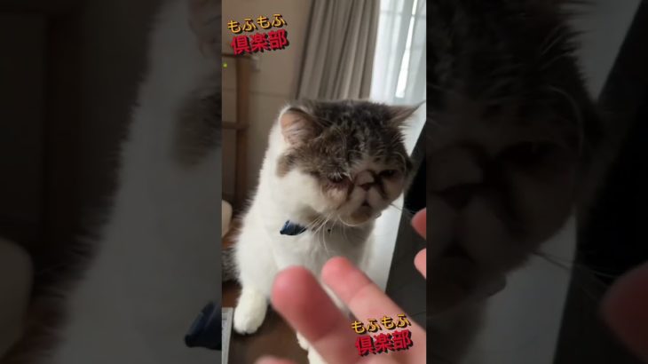 【メイク】意識高い系猫男子！【アップ】#shorts#猫#子猫#エキゾチックショートヘア#メイクアップ