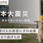 【ペット防災】愛犬と被災した東日本大震災。逃げるので精一杯だった中で愛犬のためにしたこと。