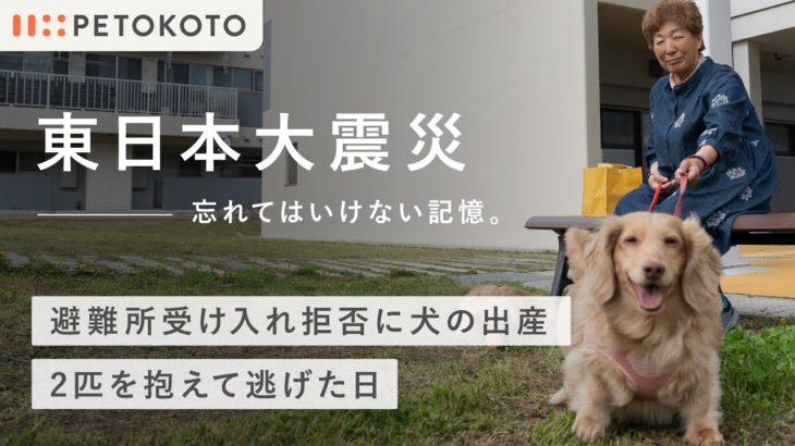 【ペット防災】愛犬と被災した東日本大震災。逃げるので精一杯だった中で愛犬のためにしたこと。
