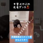 【甲斐犬】甲斐犬やぶの尻尾ダンス！ #ペット #いぬ #ペット動画 #甲斐犬 #日本犬
