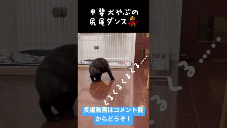 【甲斐犬】甲斐犬やぶの尻尾ダンス！ #ペット #いぬ #ペット動画 #甲斐犬 #日本犬