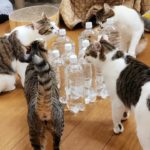 【検証】ペットボトルは猫よけになるのか検証してみました。