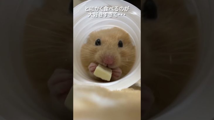 パンパンのほっぺがあざと可愛いハムスター【ててらぼペット部】
