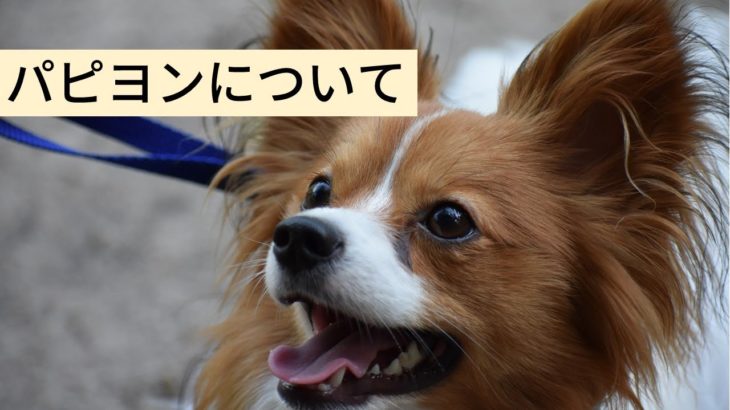 【パピヨンについて】　ペットリフォームならセラフ榎本　埼玉県　東京都　神奈川県
