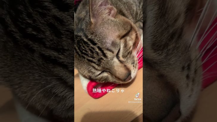 いびき､､､熟睡やねw #shorts  #オス猫 #猫 #動物  #ペット #かわいい #かわいい猫 #多頭飼い #寝る猫 #熟睡 #いびき
