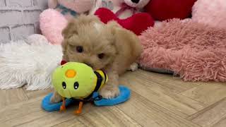 ペットショップ犬の家＆猫の里長浜店/154802/ハーフ犬（マルチーズ×タイニー・プードル）/♂