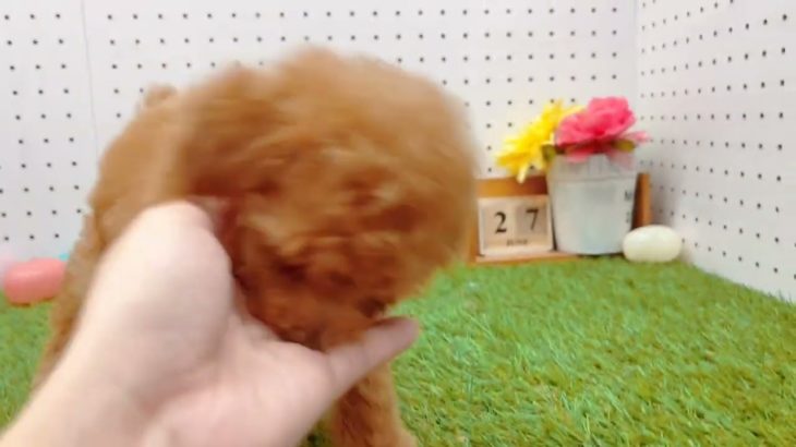 【タイニープードル】【156070】ペットショップ犬の家刈谷店