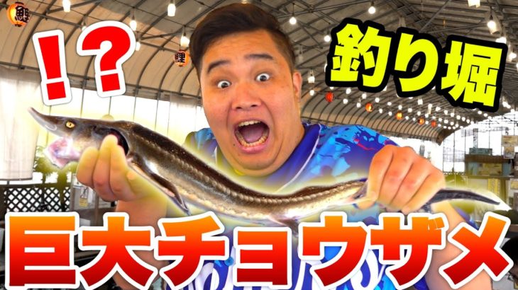 閉店する釣り堀で1時間遊んだら巨大チョウザメが釣れたwww