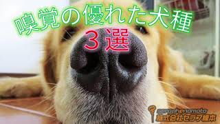 「嗅覚の優れた犬種　3選」　ペットリフォームならセラフ榎本　愛犬家住宅　愛猫家住宅　埼玉県　東京都　神奈川県　犬の能力